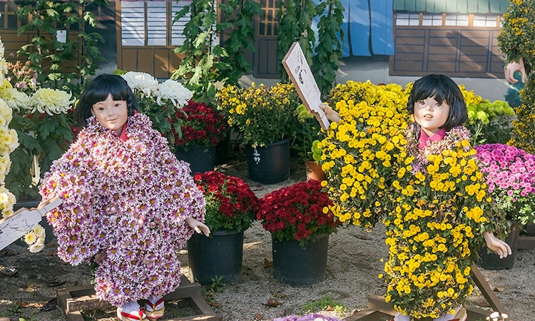 Các lễ hội trong tháng 11 ở đất nước Nhật Bản