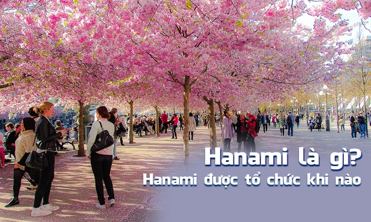 Lễ hội hoa anh đào Hanami