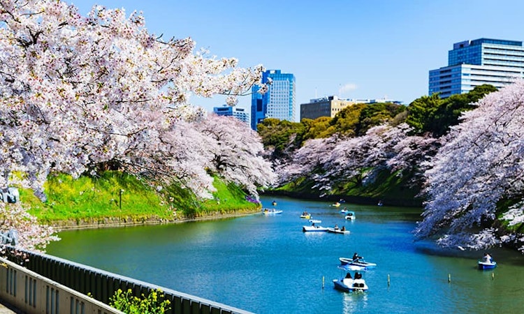 Các mùa tuyệt vời trong năm ở Nhật Bản